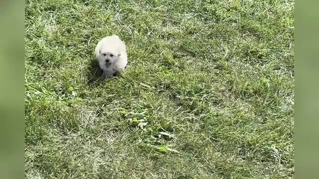 Video preview image #1 Maltipoo Puppy For Sale in WARSAW, IN, USA