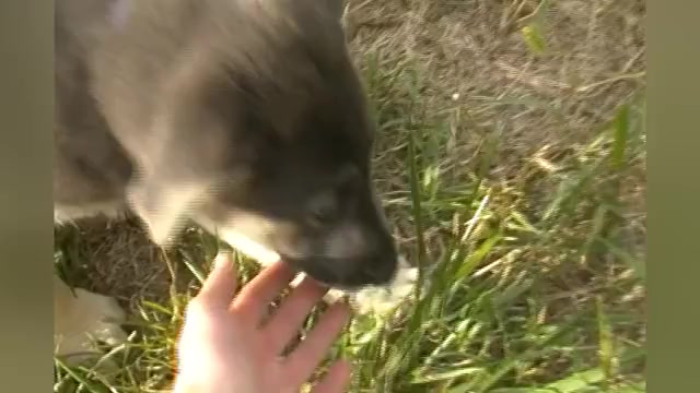 Video preview image #1 German Shepherd Dog Puppy For Sale in PIEDMONT, MO, USA