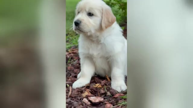 Video preview image #2 English Cream Golden Retriever Puppy For Sale in DAWSONVILLE, GA, USA