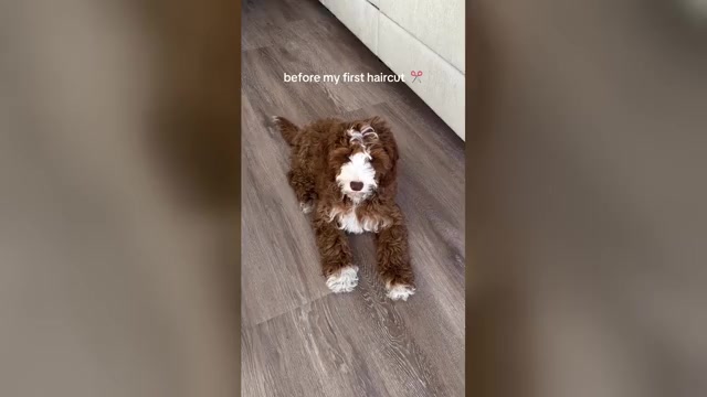 Video preview image #4  Breeder Profile in BAKERSFIELD, CA, USA