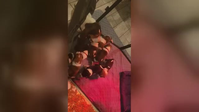 Video preview image #3 Basset Hound Puppy For Sale in BYHALIA, MS, USA