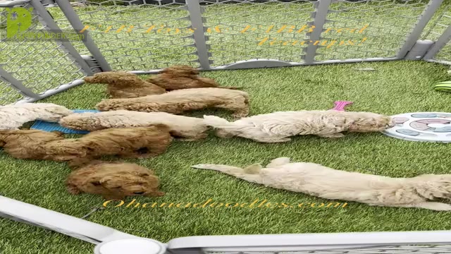 Video preview image #2 Goldendoodle (Miniature) Puppy For Sale in HALTOM CITY, TX, USA