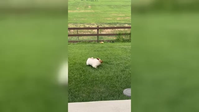Video preview image #3 ShihPoo Puppy For Sale in MEAD, CO, USA
