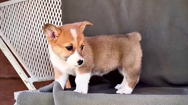 Video preview image #6 Pembroke Welsh Corgi Puppy For Sale in WAKARUSA, IN, USA
