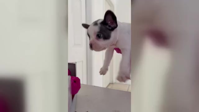 Video preview image #4 French Bulldog Puppy For Sale in RIVERSIDE, CA, USA