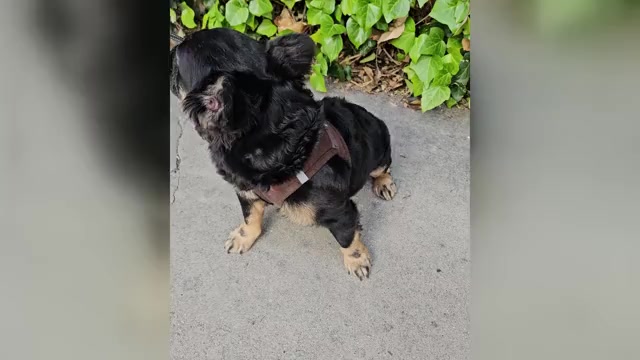 Video preview image #1 French Bulldog Puppy For Sale in LOS ANGELES, CA, USA