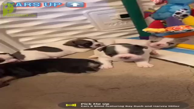Video preview image #1 French Bulldog Puppy For Sale in DAVENPORT, IA, USA