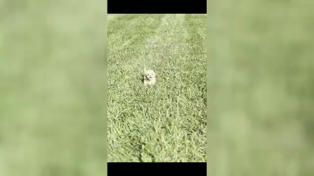Video preview image #1 Maltipoo Puppy For Sale in WARSAW, IN, USA
