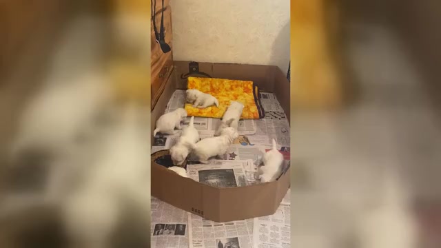 Video preview image #2 West Highland White Terrier Puppy For Sale in FILLMORE, CA, USA