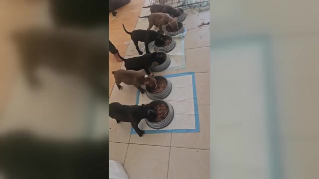 Video preview image #1 American Bully Puppy For Sale in QUARTZ HILL, CA, USA