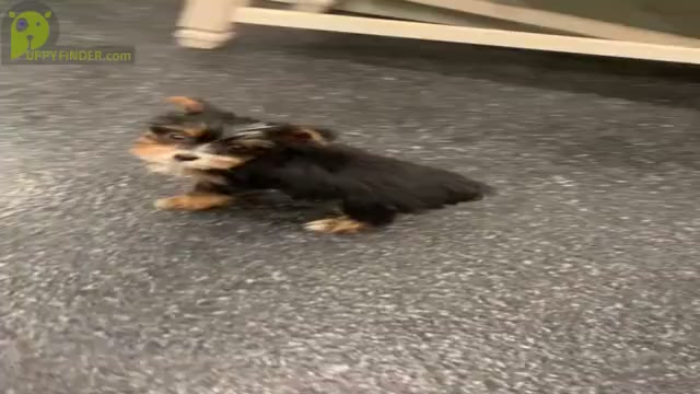Video preview image #9 Poodle (Toy)-Yorkshire Terrier Mix Puppy For Sale in WARSAW, IN, USA