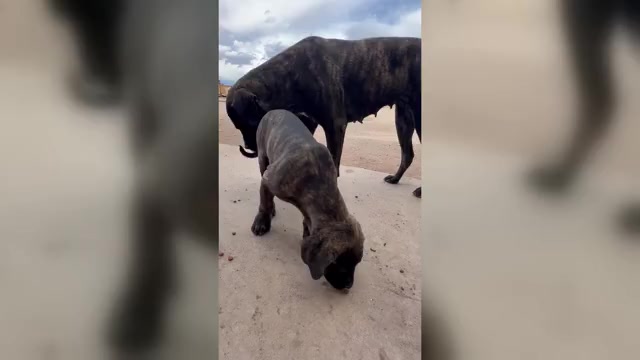 Video preview image #1 Mastiff Puppy For Sale in DEMING, NM, USA