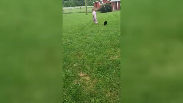 Video preview image #2 German Shepherd Dog Puppy For Sale in MILLERSTOWN, PA, USA