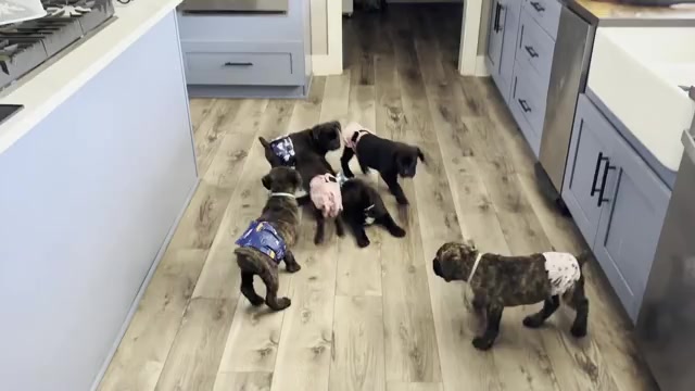 Video preview image #1 Cane Corso Puppy For Sale in REEVESVILLE, SC, USA