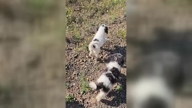 Video preview image #1 Saint Berdoodle Puppy For Sale in BRUSH PRAIRIE, WA, USA