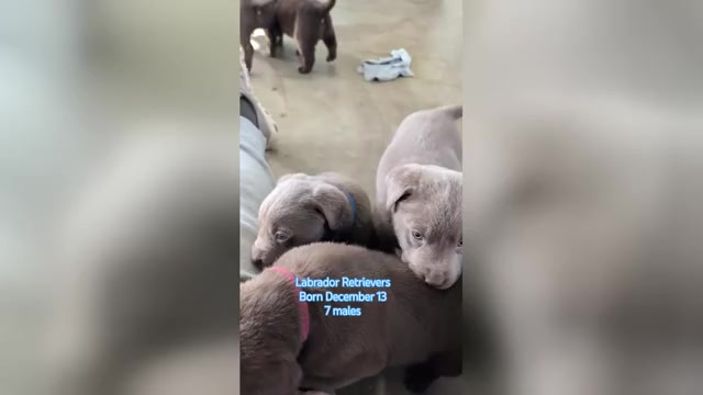 Video preview image #1 Labrador Retriever Puppy For Sale in GOSHEN, IN, USA