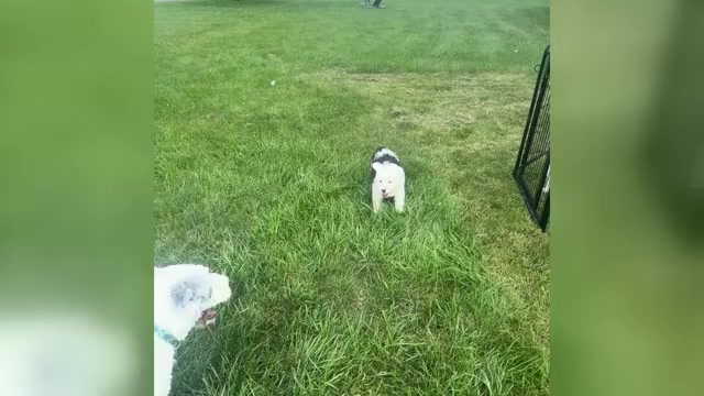 Video preview image #4 Old English Sheepdog Puppy For Sale in KEWANEE, IL, USA