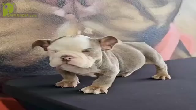 Video preview image #2 English Bulldog Puppy For Sale in PITTSBURGH, PA, USA