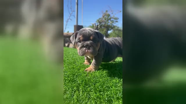 Video preview image #1 English Bulldog Puppy For Sale in LOS ANGELES, CA, USA