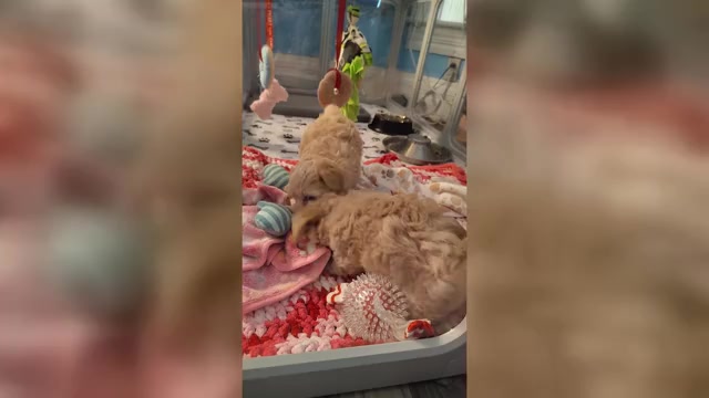 Video preview image #20 Maltipoo (Miniature) Puppy For Sale in SAN ANTONIO, TX, USA