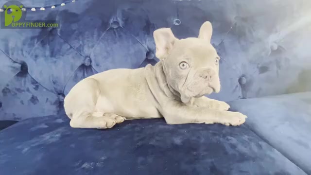 Video preview image #1 French Bulldog Puppy For Sale in GREAT BARRINGTON, MA, USA