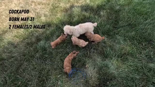 Video preview image #2 Cockapoo Puppy For Sale in GOSHEN, IN, USA