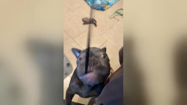 Video preview image #1 French Bulldog Puppy For Sale in VALRICO, FL, USA