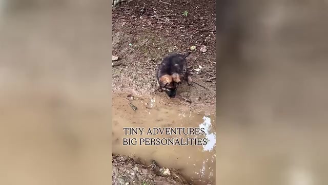 Video preview image #3 German Shepherd Dog Puppy For Sale in CULLEOKA, TN, USA