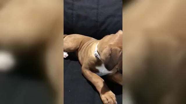 Video preview image #3 Boxer Puppy For Sale in APPLE CREEK, OH, USA