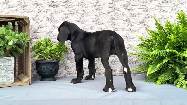 Video preview image #1 Great Dane Puppy For Sale in WAKARUSA, IN, USA