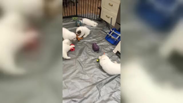 Video preview image #1  Breeder Profile in WOODLAND PARK, CO, USA