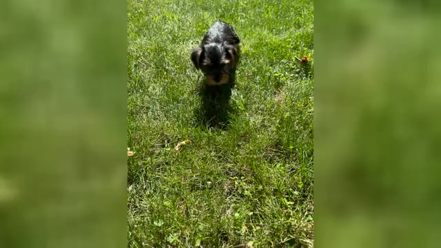 Video preview image #1 Yorkshire Terrier Puppy For Sale in NAPPANEE, IN, USA
