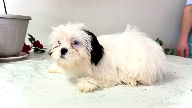 Video preview image #4 Shih Tzu Puppy For Sale in WAKARUSA, IN, USA