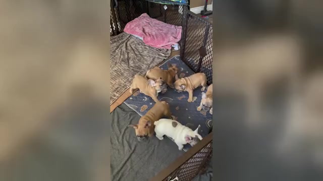 Video preview image #11  Breeder Profile in PERRIS, CA, USA