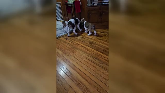 Video preview image #1 Cocker Spaniel Puppy For Sale in FANCY GAP, VA, USA