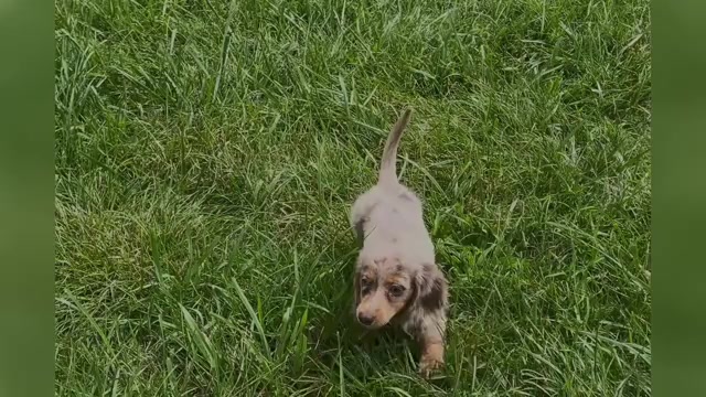 Video preview image #1 Dachshund Puppy For Sale in WARSAW, IN, USA