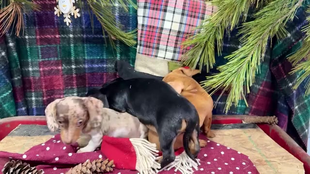 Video preview image #2 Dachshund Puppy For Sale in WAKARUSA, IN, USA