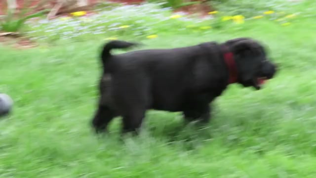 Video preview image #3  Breeder Profile in LOUDONVILLE, OH, USA