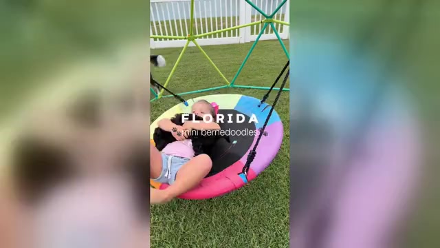 Video preview image #3 Miniature Bernedoodle Puppy For Sale in AUBURNDALE, FL, USA
