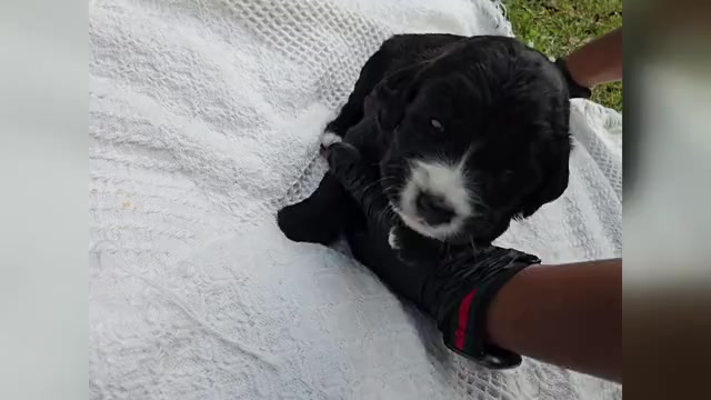 Video preview image #3 Golden Mountain Dog Puppy For Sale in CHARLOTTE, NC, USA