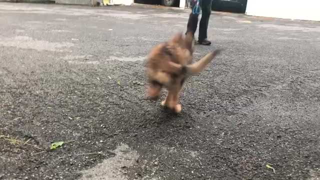 Video preview image #2 German Shepherd Dog Puppy For Sale in NEWVILLE, PA, USA