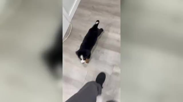 Video preview image #1 Bernese Mountain Dog Puppy For Sale in DUNDEE, OH, USA