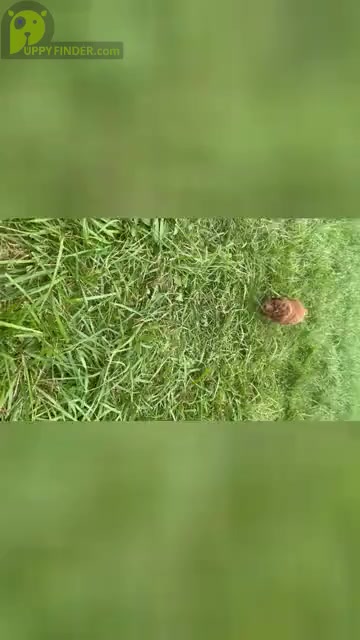 Video preview image #33 Poodle (Miniature) Puppy For Sale in WARSAW, IN, USA