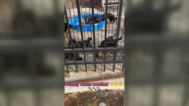 Video preview image #3 German Shepherd Dog Puppy For Sale in SUMPTER TWP, MI, USA