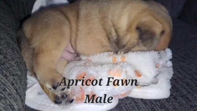 Video preview image #1 Pug Puppy For Sale in NEW BERN, NC, USA