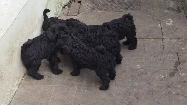 Video preview image #1 Schnauzer (Miniature) Puppy For Sale in Hatvan, Heves, Hungary