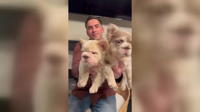 Video preview image #3 French Bulldog Puppy For Sale in SAN DIEGO, CA, USA