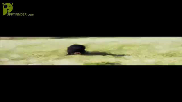 Video preview image #1 Poodle (Miniature) Puppy For Sale in WARSAW, IN, USA