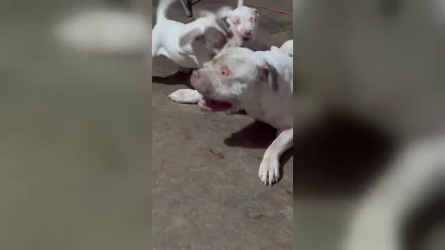 Video preview image #1 American Bully Puppy For Sale in CHICO, CA, USA