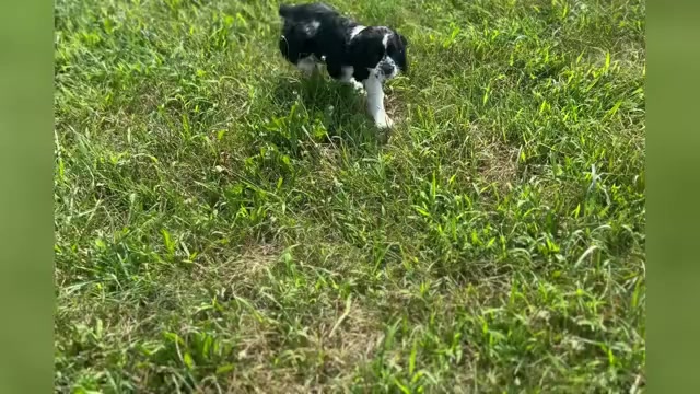 Video preview image #1 Cocker Spaniel Puppy For Sale in WARSAW, IN, USA